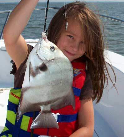 Atlantic Spadefish Atlantic Spadefish