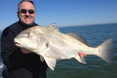 Black Drum