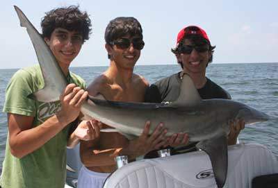 Black Tip Shark Black Tip Shark