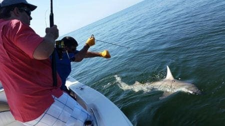 Hammerhead Shark Rates For Hammerhead Shark Fishing